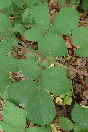 Rubus adornatoides \ Falsche Schmuck-Brombeere, Schmuckartige Brombeere, D Herne 28.7.2020