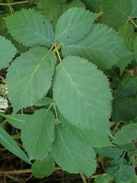 Rubus austroslovacus \ Sdslowakische Brombeere, D Odenwald, Fürth-Erlenbach 27.8.2020