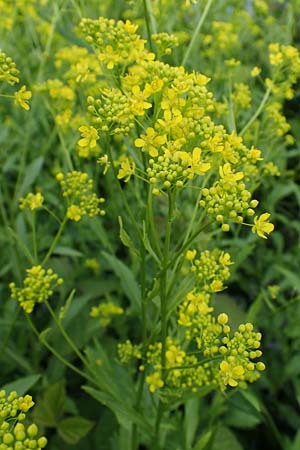 Rorippa austriaca, Österreicher Sumpfkresse