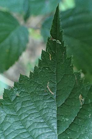 Rubus appropinquatus \ Angenherte Haselblatt-Brombeere / Approximate Bramble, D Odenwald, Fürth 21.8.2021