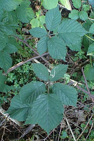 Rubus appropinquatus \ Angenherte Haselblatt-Brombeere / Approximate Bramble, D Odenwald, Fürth 21.8.2021
