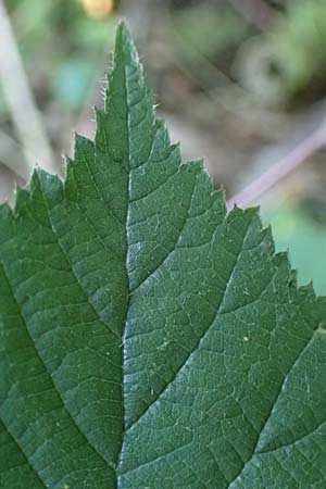 Rubus appropinquatus \ Angenherte Haselblatt-Brombeere / Approximate Bramble, D Odenwald, Fürth 21.8.2021