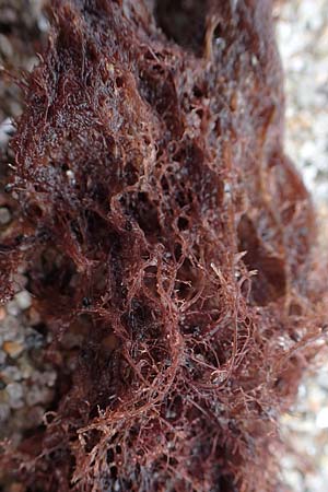 Rhodophytina specB ? \ Rot-Alge / Red Alga, D Hohwacht 14.9.2021