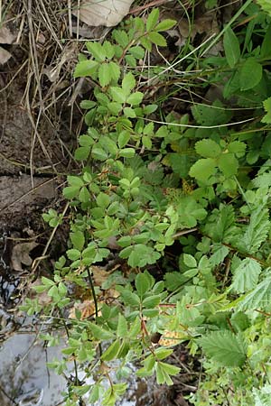 Rosa arvensis \ Kriechende Rose, Feld-Rose, D Höpfingen 20.5.2023