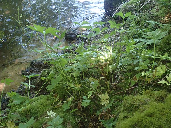Ranunculus aconitifolius \ Eisenhutblttriger Hahnenfu / Aconite-Leaved Buttercup, D Eberbach-Gaimühle 9.6.2023