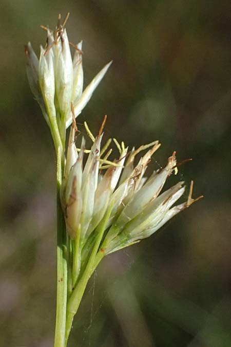 Rhynchospora alba \ Weie Schnabelbinse, Weies Schnabelried / White Beak Sedge, D Babensham 10.8.2025