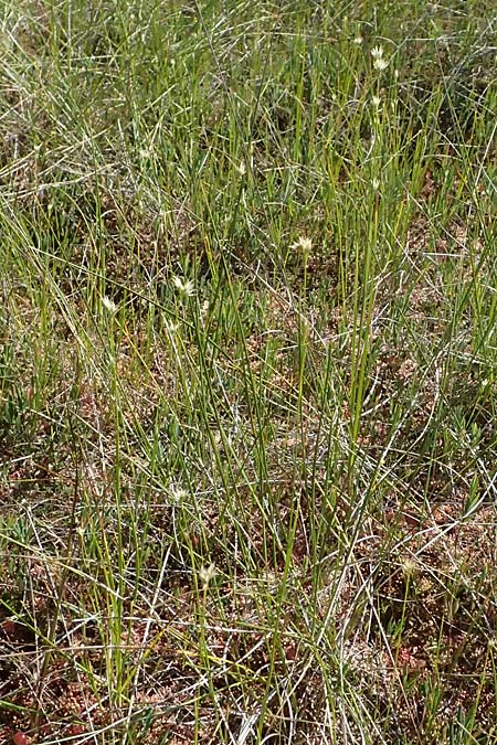 Rhynchospora alba \ Weie Schnabelbinse, Weies Schnabelried / White Beak Sedge, D Babensham 10.8.2025
