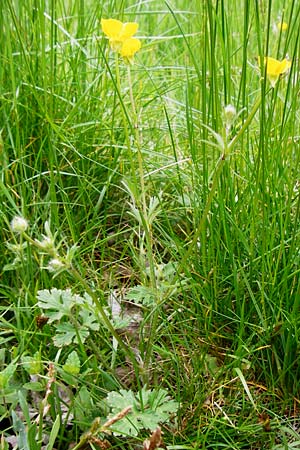 Ranunculus bulbosus \ Knolliger Hahnenfu / Bulbous Buttercup, D Odenwald, Zotzenbach 2.5.2015