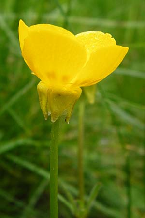 Ranunculus bulbosus \ Knolliger Hahnenfu / Bulbous Buttercup, D Odenwald, Zotzenbach 2.5.2015