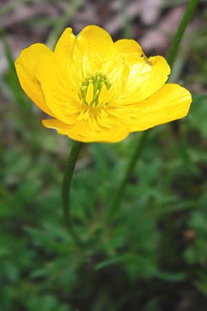 Ranunculus bulbosus \ Knolliger Hahnenfu / Bulbous Buttercup, D Odenwald, Zotzenbach 2.5.2015
