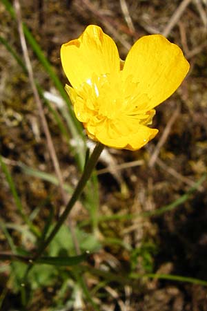 Ranunculus breyninus \ Gebirgs-Hahnenfu / Buttercup, D Trochtelfingen 2.6.2015