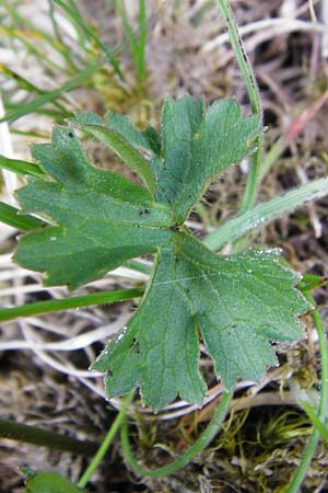 Ranunculus breyninus \ Gebirgs-Hahnenfu / Buttercup, D Trochtelfingen 2.6.2015