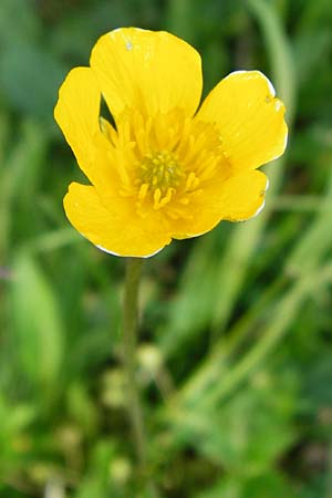 Ranunculus breyninus \ Gebirgs-Hahnenfu / Buttercup, D Trochtelfingen 2.6.2015