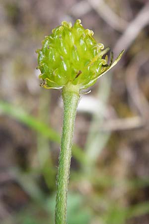 Ranunculus breyninus \ Gebirgs-Hahnenfu / Buttercup, D Trochtelfingen 2.6.2015