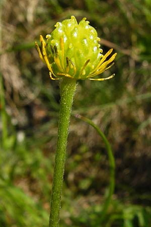 Ranunculus breyninus \ Gebirgs-Hahnenfu / Buttercup, D Trochtelfingen 2.6.2015