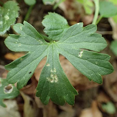 Ranunculus bonnensis \ Bonner Gold-Hahnenfu / Bonn Goldilocks, D Bonn 23.4.2017