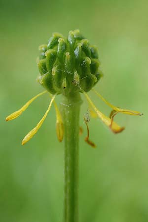 Ranunculus bulbosus \ Knolliger Hahnenfu / Bulbous Buttercup, D Mannheim 13.5.2017