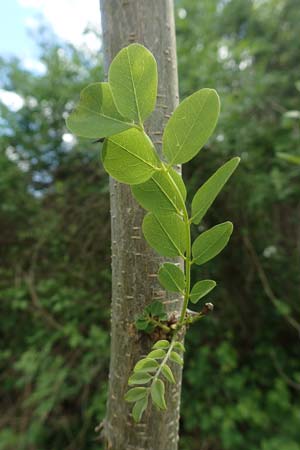 Robinia pseudoacacia \ Robinie / False Acacia, D Kraichtal-Oberöwisheim 30.4.2018