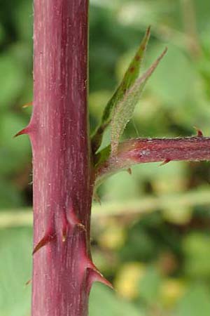 Rubus baruthicus \ Bayreuther Haselblatt-Brombeere / Bayreuth Bramble, D Odenwald, Fürth 5.7.2018