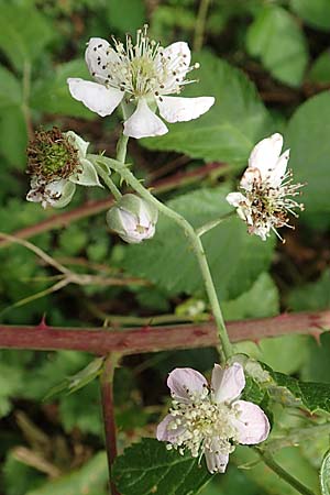 Rubus baruthicus \ Bayreuther Haselblatt-Brombeere / Bayreuth Bramble, D Odenwald, Fürth 5.7.2018