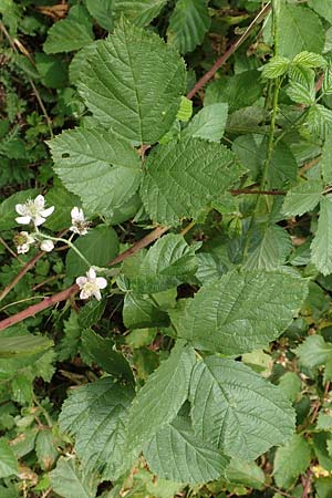 Rubus baruthicus \ Bayreuther Haselblatt-Brombeere / Bayreuth Bramble, D Odenwald, Fürth 5.7.2018
