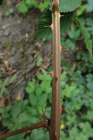 Rubus elegantispinosus \ Schlankstachelige Brombeere / Elegant-Spine Bramble, D Herne 27.7.2019