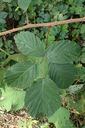 Rubus elegantispinosus \ Schlankstachelige Brombeere / Elegant-Spine Bramble, D Herne 27.7.2019