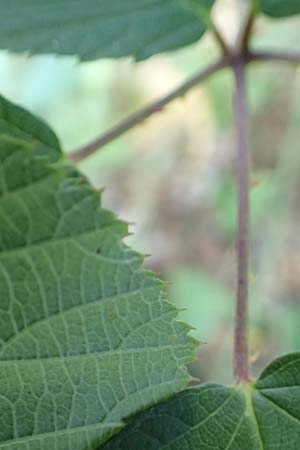 Rubus godronii \ Godrons Brombeere / Godron's Bramble, D Karlsruhe 14.8.2019