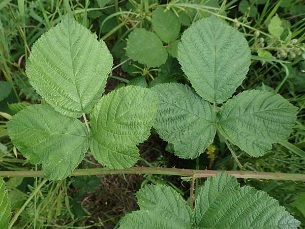Rubus baruthicus \ Bayreuther Haselblatt-Brombeere / Bayreuth Bramble, D Simmersbach 21.6.2020