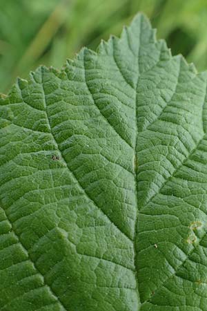 Rubus baruthicus \ Bayreuther Haselblatt-Brombeere / Bayreuth Bramble, D Simmersbach 21.6.2020