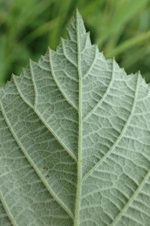 Rubus baruthicus \ Bayreuther Haselblatt-Brombeere / Bayreuth Bramble, D Simmersbach 21.6.2020