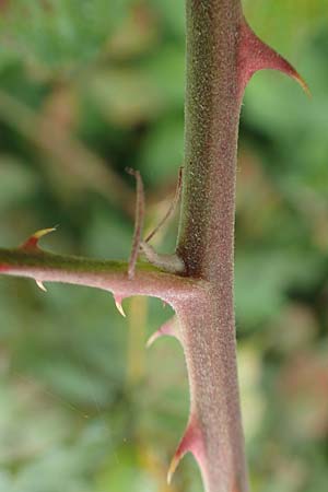 Rubus spina-curva ? \ Kreidige Brombeere / Chalky Bramble, D Bochum 9.9.2020