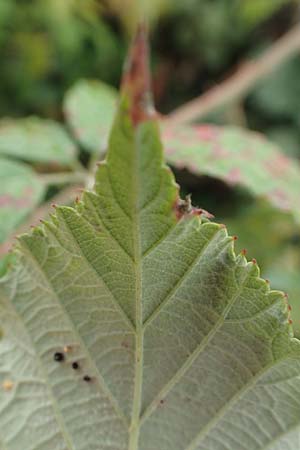 Rubus spina-curva ? \ Kreidige Brombeere / Chalky Bramble, D Bochum 9.9.2020