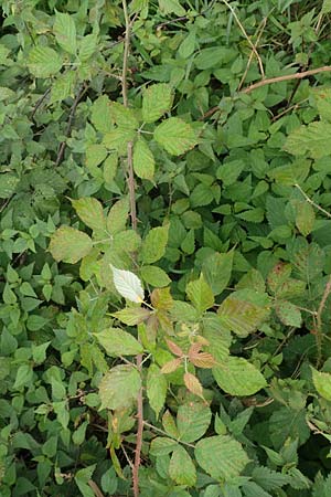 Rubus spina-curva ? \ Kreidige Brombeere / Chalky Bramble, D Bochum 9.9.2020