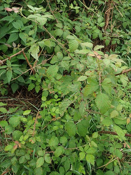 Rubus spina-curva ? \ Kreidige Brombeere / Chalky Bramble, D Bochum 9.9.2020