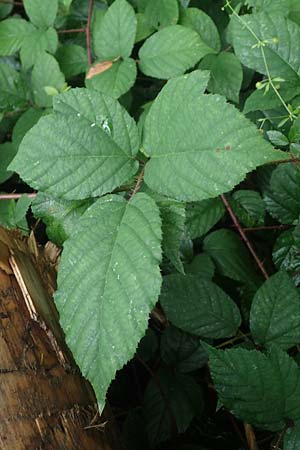 Rubus bombycinus \ Seidenhaarige Brombeere, D Reichshof-Pettseifen 10.8.2021