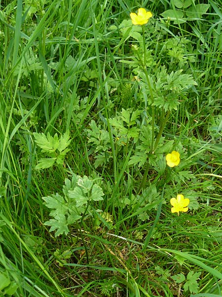 Ranunculus carinthiacus \ Krntner Berg-Hahnenfu / Carinthian Buttercup, D Kohlstetten 2.6.2015