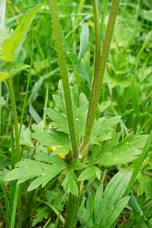 Ranunculus carinthiacus \ Krntner Berg-Hahnenfu / Carinthian Buttercup, D Kohlstetten 2.6.2015