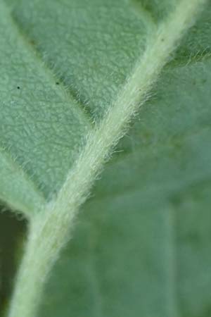 Rosa caesia \ Lederblttrige Rose, Graugrne Rose / Northern Dog Rose, D Breuberg 10.9.2016