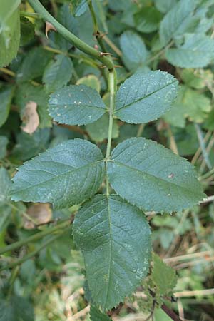 Rosa caesia \ Lederblttrige Rose, Graugrne Rose / Northern Dog Rose, D Breuberg 10.9.2016