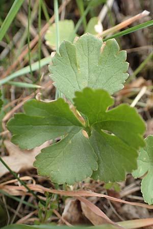 Ranunculus compositus \ Zusammengesetzter Gold-Hahnenfu / Compound Goldilocks, D Prüm-Fleringen 22.4.2017