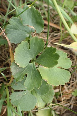Ranunculus compositus \ Zusammengesetzter Gold-Hahnenfu / Compound Goldilocks, D Prüm-Fleringen 22.4.2017