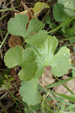 Ranunculus compositus \ Zusammengesetzter Gold-Hahnenfu / Compound Goldilocks, D Prüm-Fleringen 22.4.2017