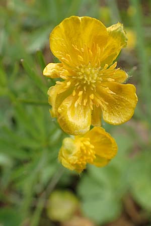 Ranunculus compositus \ Zusammengesetzter Gold-Hahnenfu / Compound Goldilocks, D Prüm-Fleringen 22.4.2017
