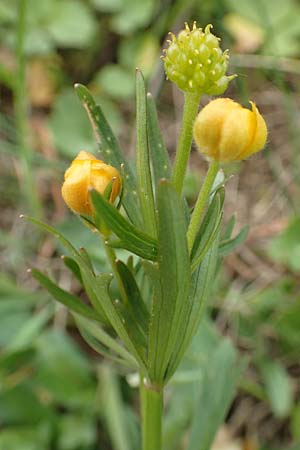 Ranunculus compositus \ Zusammengesetzter Gold-Hahnenfu / Compound Goldilocks, D Prüm-Fleringen 22.4.2017