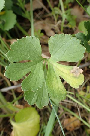 Ranunculus compositus \ Zusammengesetzter Gold-Hahnenfu / Compound Goldilocks, D Prüm-Fleringen 22.4.2017