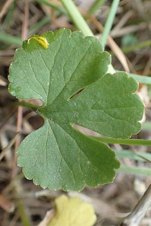 Ranunculus compositus \ Zusammengesetzter Gold-Hahnenfu / Compound Goldilocks, D Prüm-Fleringen 22.4.2017