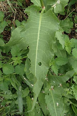 Rumex cristatus \ Griechischer Ampfer, Kammfrmiger Ampfer / Greek Dock, D Würzburg 17.5.2018