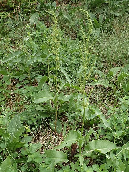 Rumex cristatus \ Griechischer Ampfer, Kammfrmiger Ampfer / Greek Dock, D Würzburg 17.5.2018