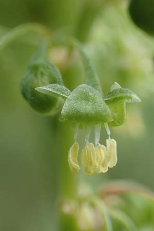 Rumex cristatus \ Griechischer Ampfer, Kammfrmiger Ampfer / Greek Dock, D Würzburg 17.5.2018
